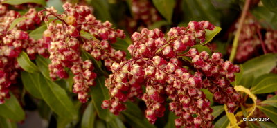 Cute red flowers