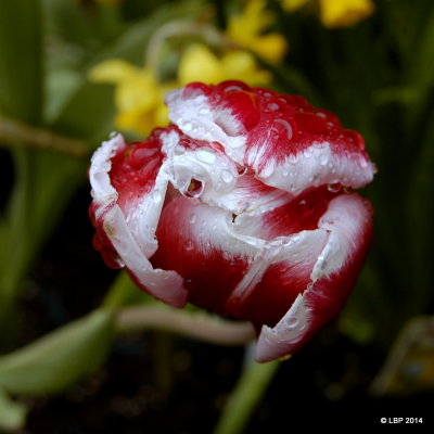 Tulip