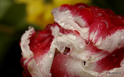 Tulip