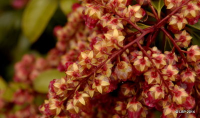 Cute red flowers