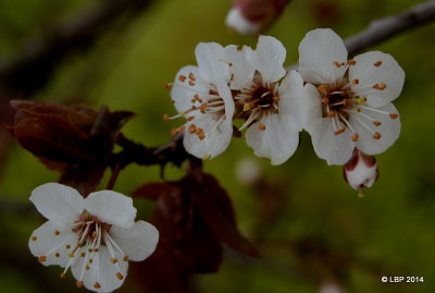 Tiny flowers