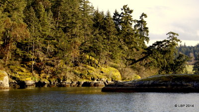 Maple Bay