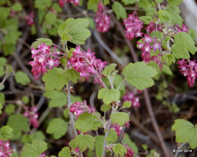 Crofton Beach - tiny red flowers