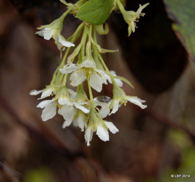 Crofton Beach -tiny white flowers
