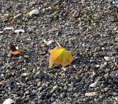 Crofton Beach