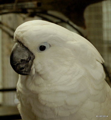 Parrots - Big and Small