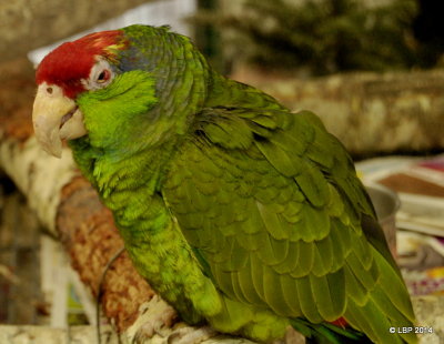 Parrots - Big and Small