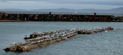 Seagulls, on logs in the breakwater