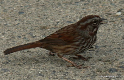 P1250203-001.JPG