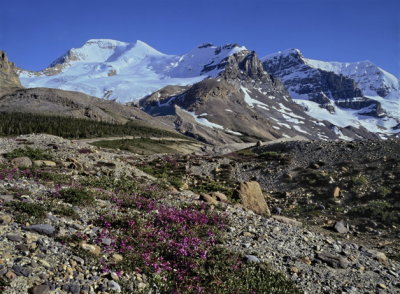 PB_Newt_T0577_TOP5.3pp_Columbia_Icefield_Jasper_Nat-Park_Alberta_Can_P_Brunet.jpg