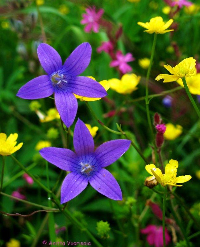 Finnish wild flowers