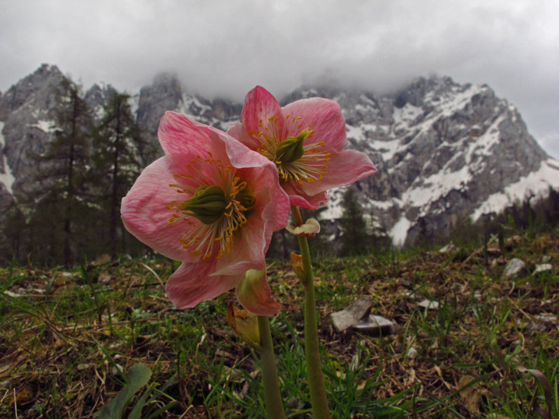 Teloch flower