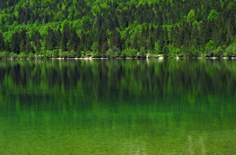 All shades of green, Lake Bohinj