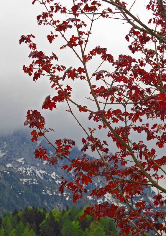 Rainy day, Kranjska Gora