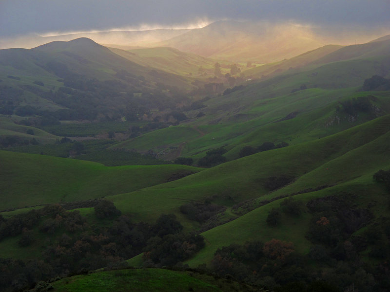 Rolling Hills Hanging Fog, CA