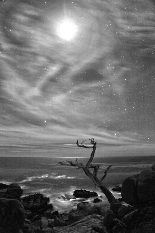 The Ghost Tree - 17 Mile Drive