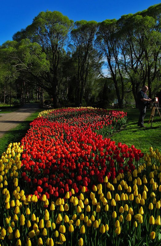 Arboretum, Tampere