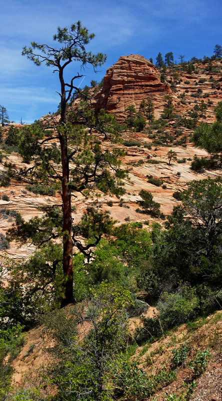 Zion NP