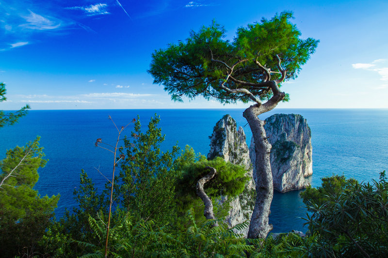 Faraglioni Tree, Capri