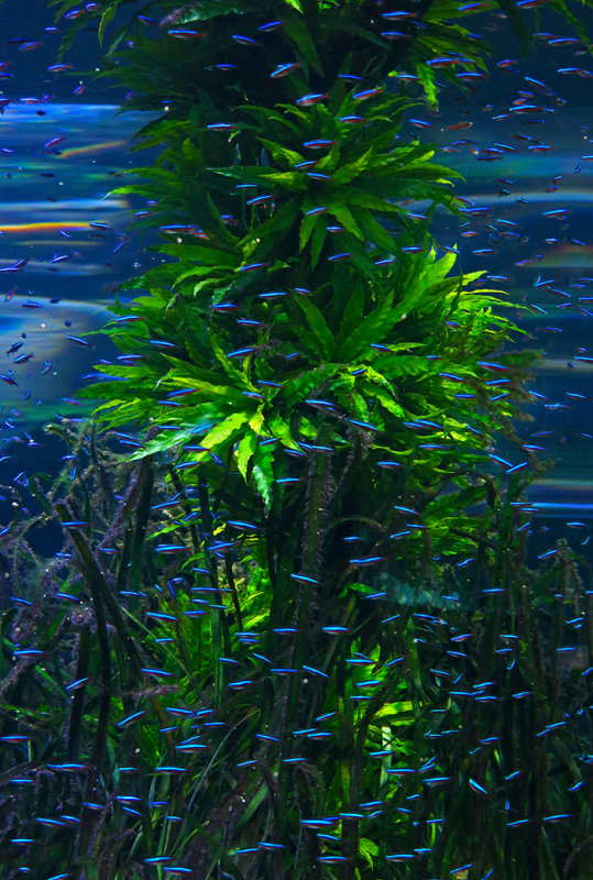 Loro Parque, Aquarium