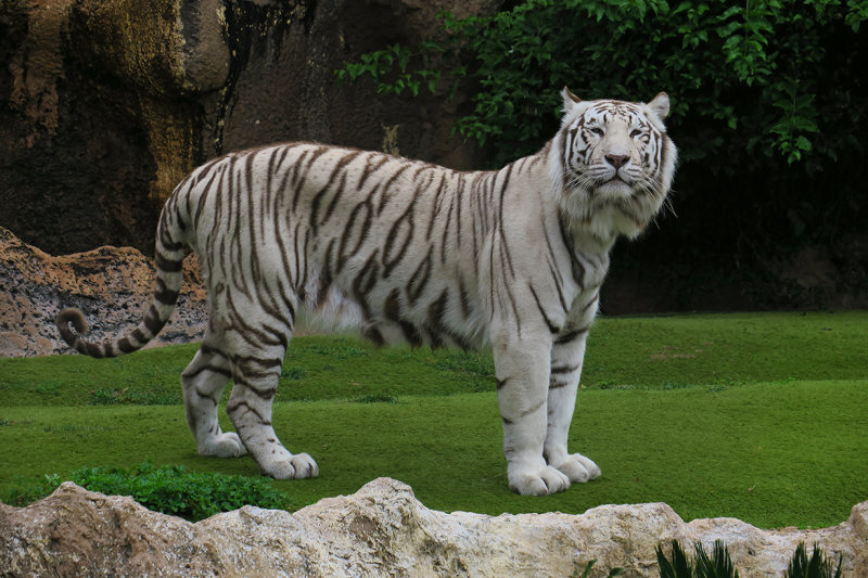 White Bengal Tiger male, Loro Parque