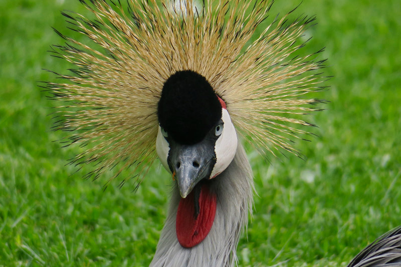 Grey crowned crane