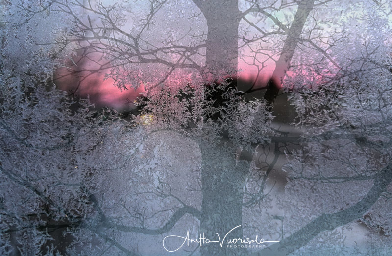 Sunrise Lace Frost