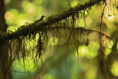 Moss, Silver State Falls Park, Oregon