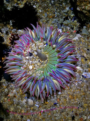 Sea anemone 