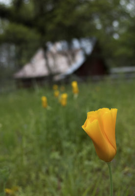 Poppy and the Red Barn