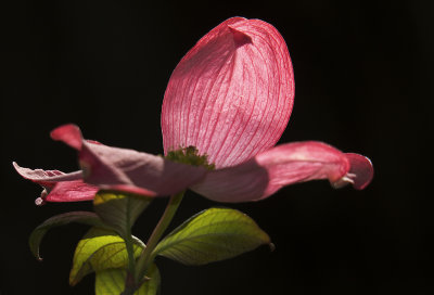 Pink Dogwood