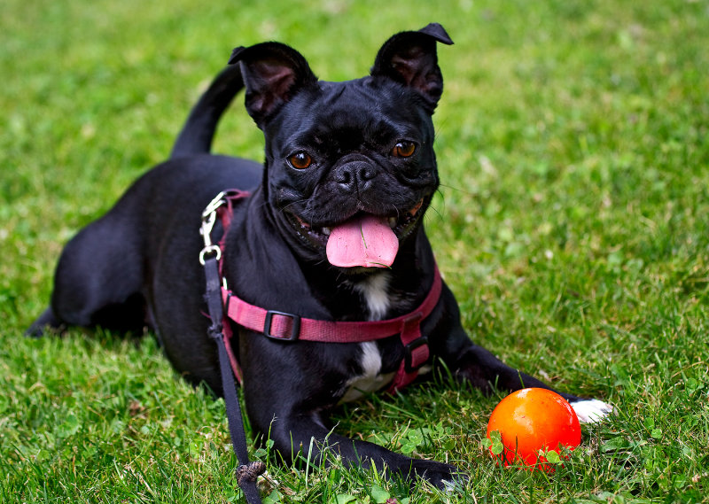 lets-play-ball 