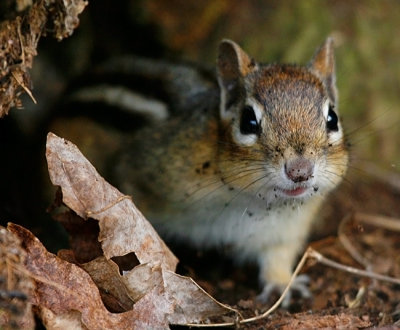 Happy-chipmunk 2