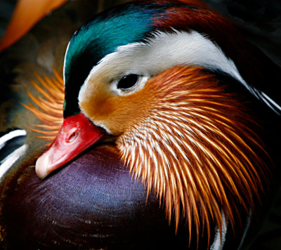 Colorful Mandarin Duck 