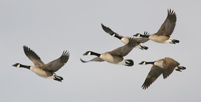 Canada geese 