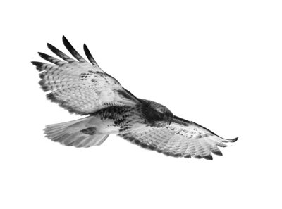 Red tail hawk 