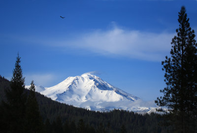 Mt Shasta 