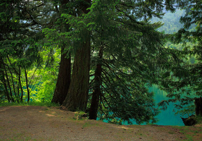 Trees by a lake 