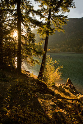 Trees by a lake 2