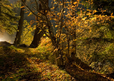 Trees by a lake 3