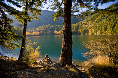 Trees by a lake 4