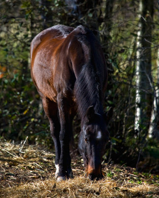horse 