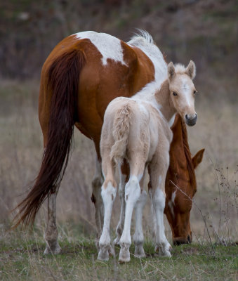 Painted horses 