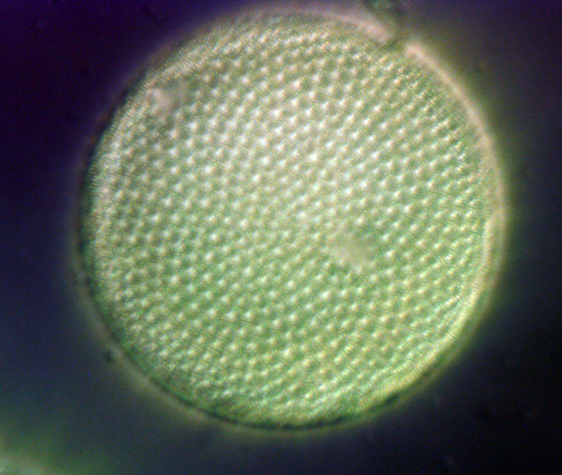 40x DIC diatom.jpg