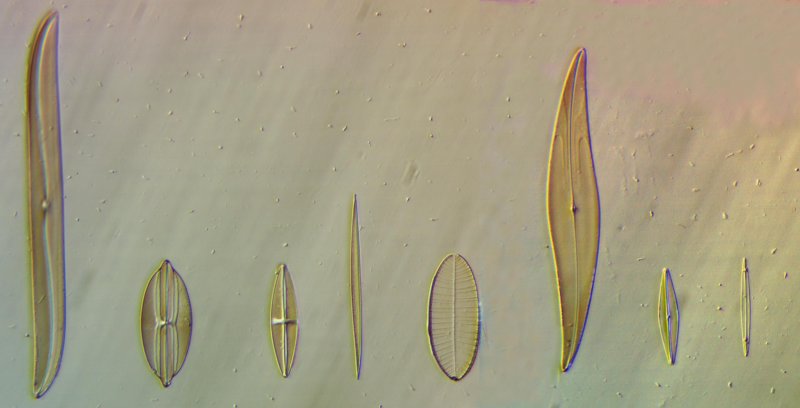 20x Carolina diatoms HMC1 large.jpg