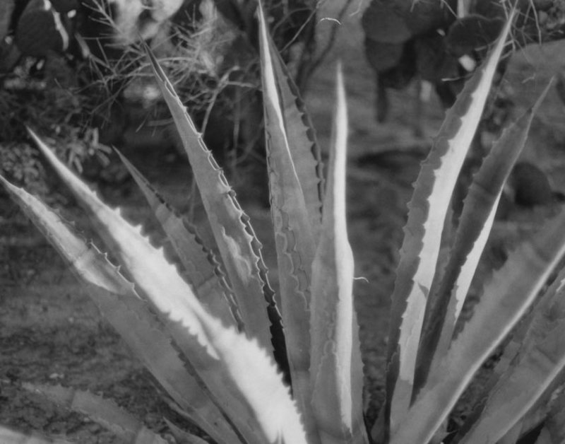 Agave warmtone bw.jpg