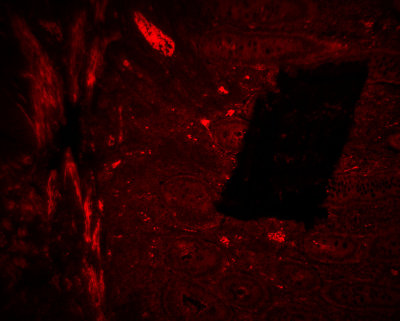 10x Fluor G-2B Ph1 appendix.jpg