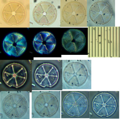 Diatom #3.jpg