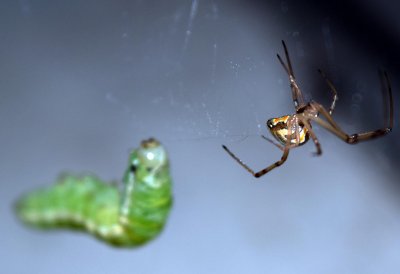 spider v caterpillar day 1.jpg