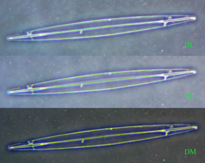 Carolina Biological test diatom #8 100x Ph4 comparison.jpg